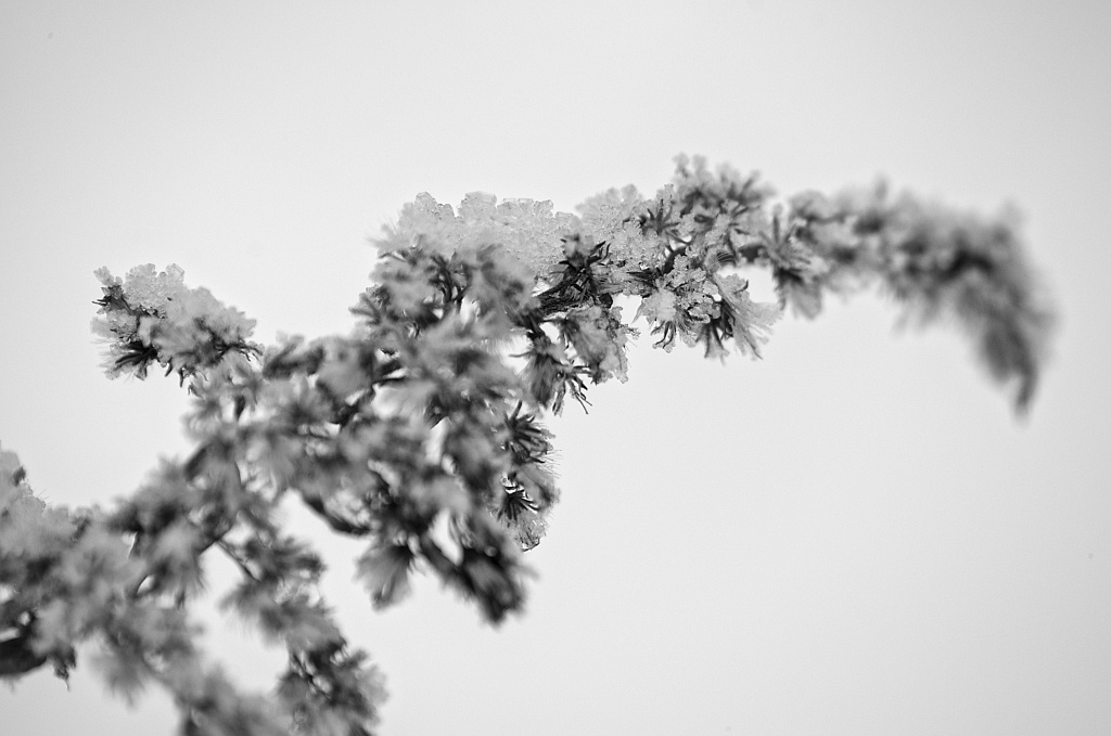 Zimowa makrofotografia